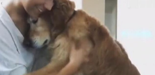 金毛失恋痛哭,金毛生无可恋趴在街头独自伤心