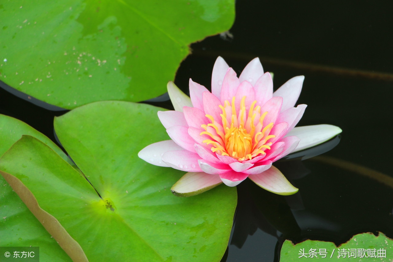 双调六十二字词牌,双调六十二字的词牌