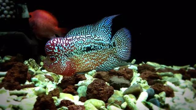 养罗威纳多久能听话,养罗氏虾两个月的视频