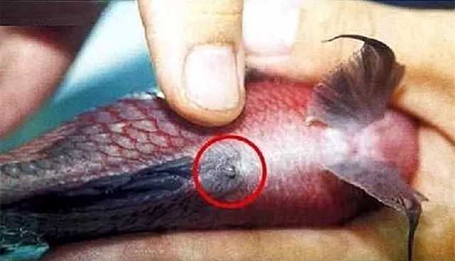 养罗威纳多久能听话,养罗氏虾两个月的视频