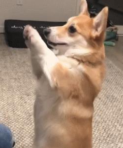 训练狗狗的正确方法和技巧,铲屎官如何正确训练狗狗