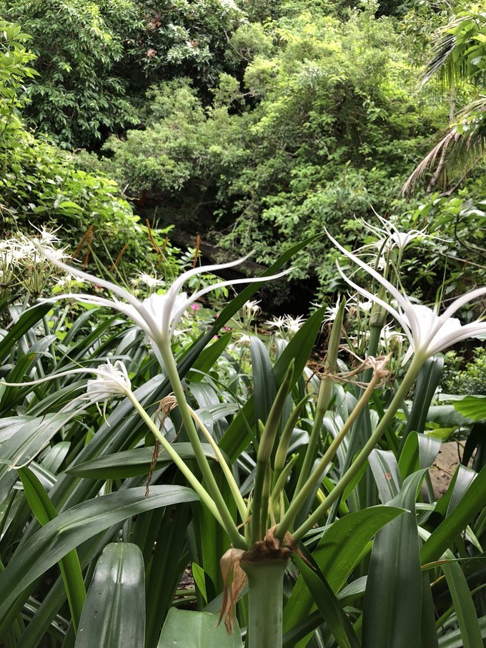 带你到三亚感受不一样的美食美景,三亚之行怎能错过这些美食和美景