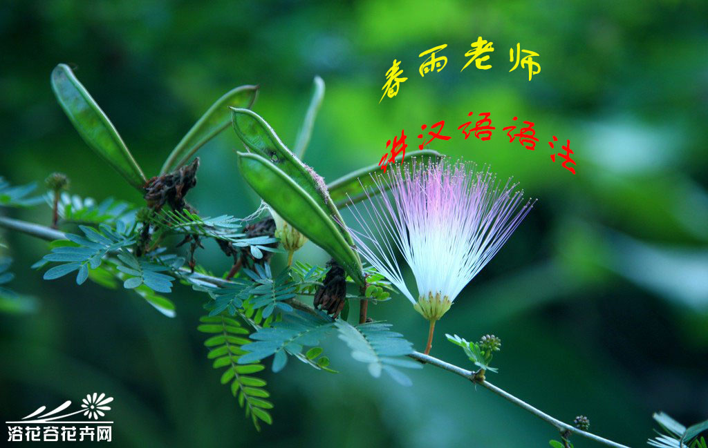 春雨老师讲拼音,春雨老师复习视频