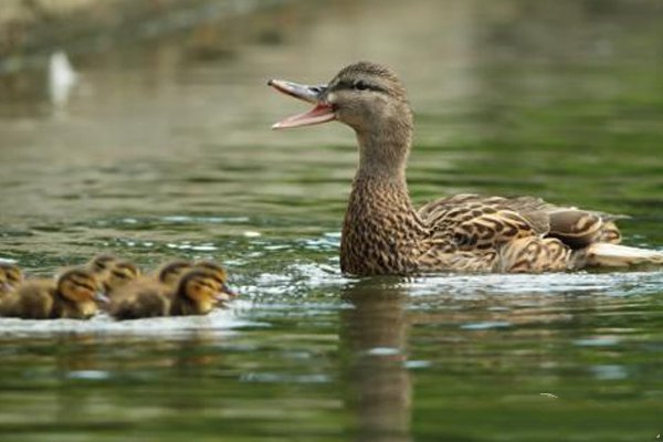 常见鸭病的防治方法有哪些,鸭病防治知识及方法