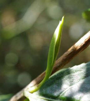 金骏眉是红茶么,金骏眉红茶礼盒