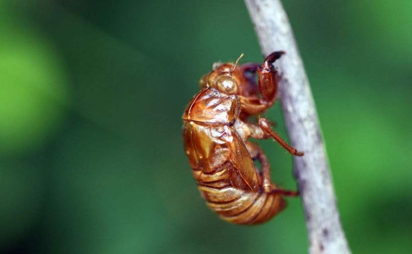 夏天的昆虫科普知识,夏天的昆虫阅读理解