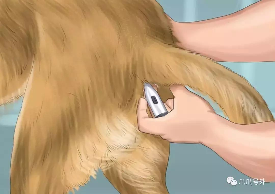 狗狗中暑怎么看,狗狗中暑宠物医院怎么处理