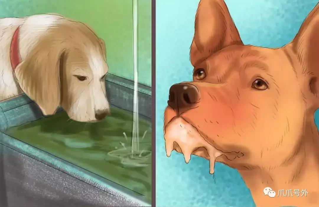 狗狗中暑怎么看,狗狗中暑宠物医院怎么处理