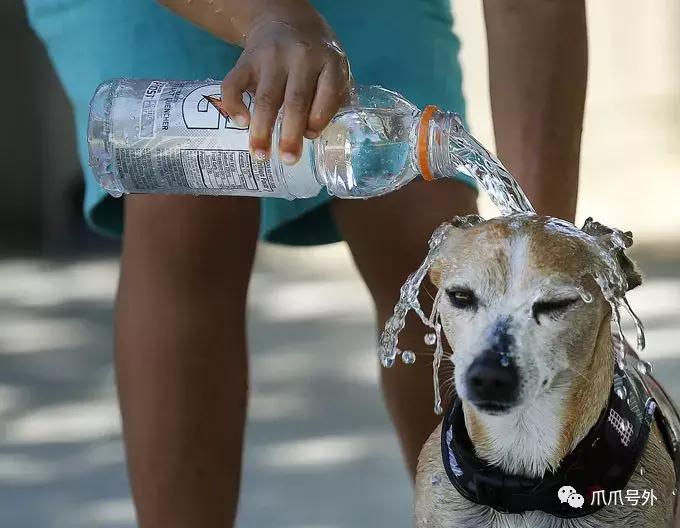 狗狗中暑该怎么拯救它,怎么看狗狗中暑