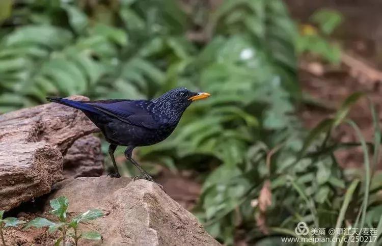 滇西拍鸟攻略,滇西观鸟的图片
