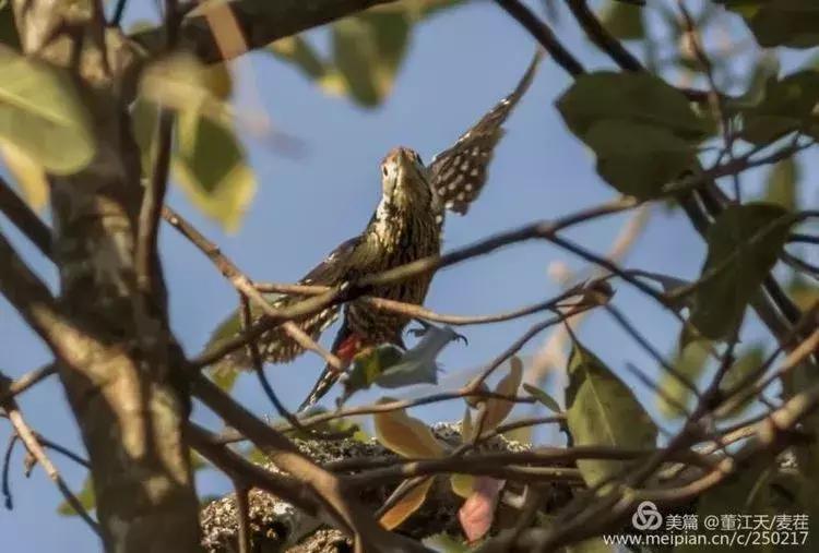 滇西拍鸟攻略,滇西观鸟的图片