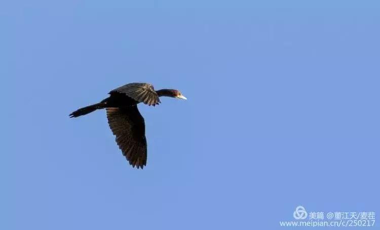 滇西拍鸟攻略,滇西观鸟的图片