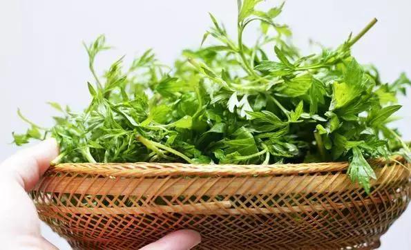 沐浴露艾叶,艾叶奢养沐浴露