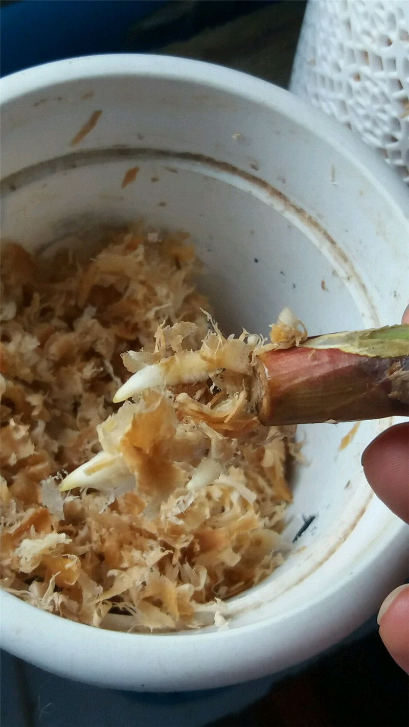松树刨花君子兰烂根,君子兰烂根用刨花养根的视频