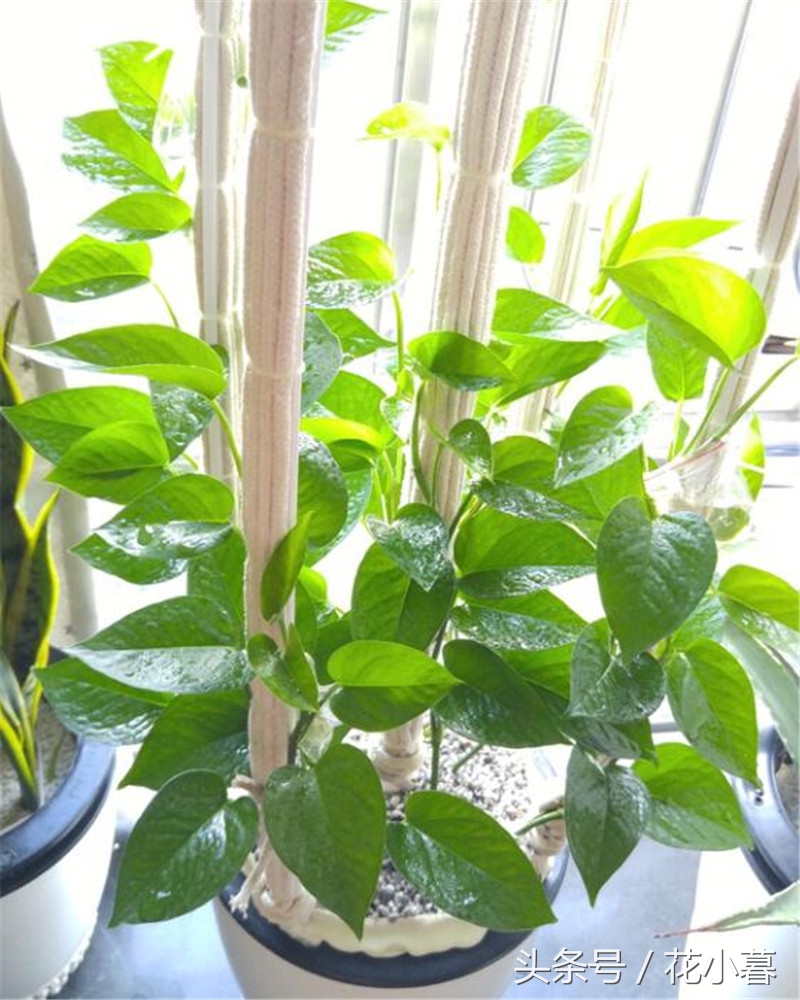 绿萝怎么养才能更旺盛不黄叶,绿油油绿萝冬天黄叶
