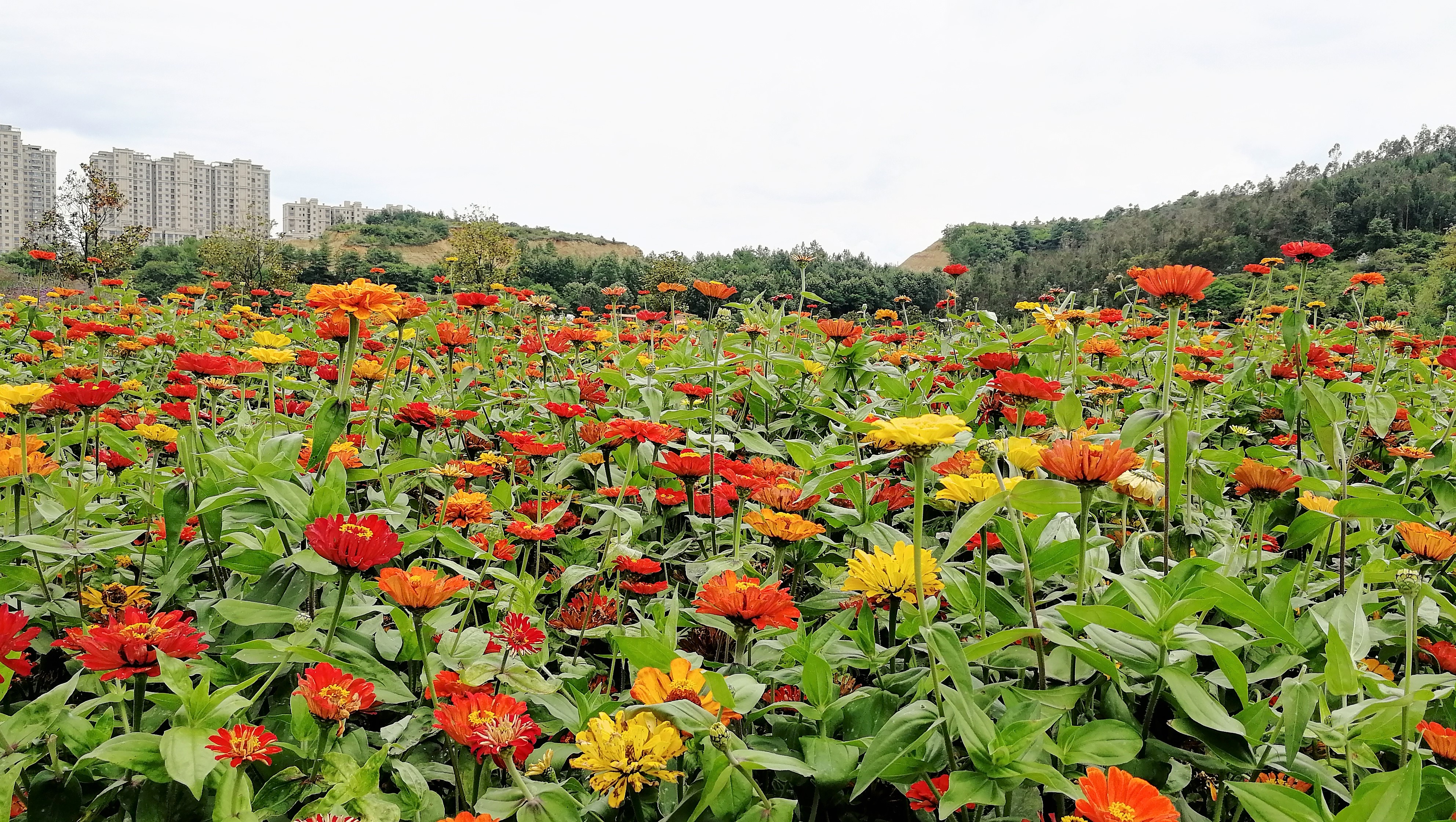 看花海，泡温泉，吃美食，周末就来这里！