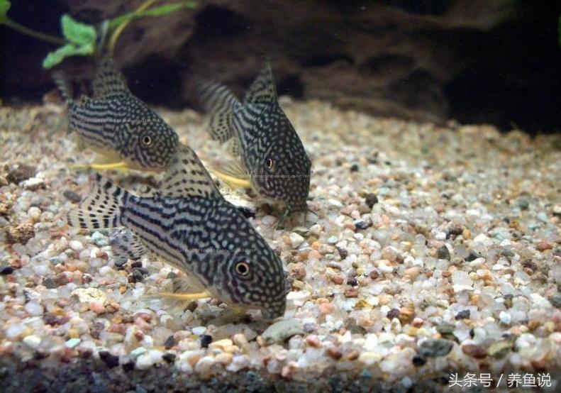 怎么养斗鱼孔雀鱼最好呢,孔雀鱼和斗鱼混养怎么养