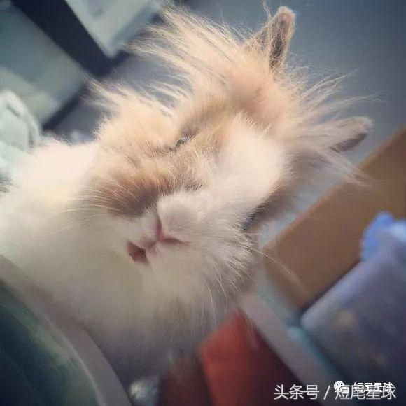 兔子中暑吃什么药效果最快,兔子在高温下会不会中暑