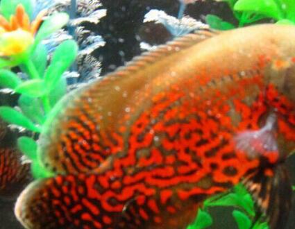 养不死的热带小型鱼观赏鱼排行,新手养不死的小型热带观赏鱼