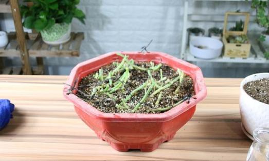 绿萝将死想扔了？用这些方法，还能活！