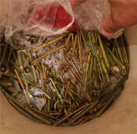 种花怎样才能让它快速生根,养花小妙招让它快速生根