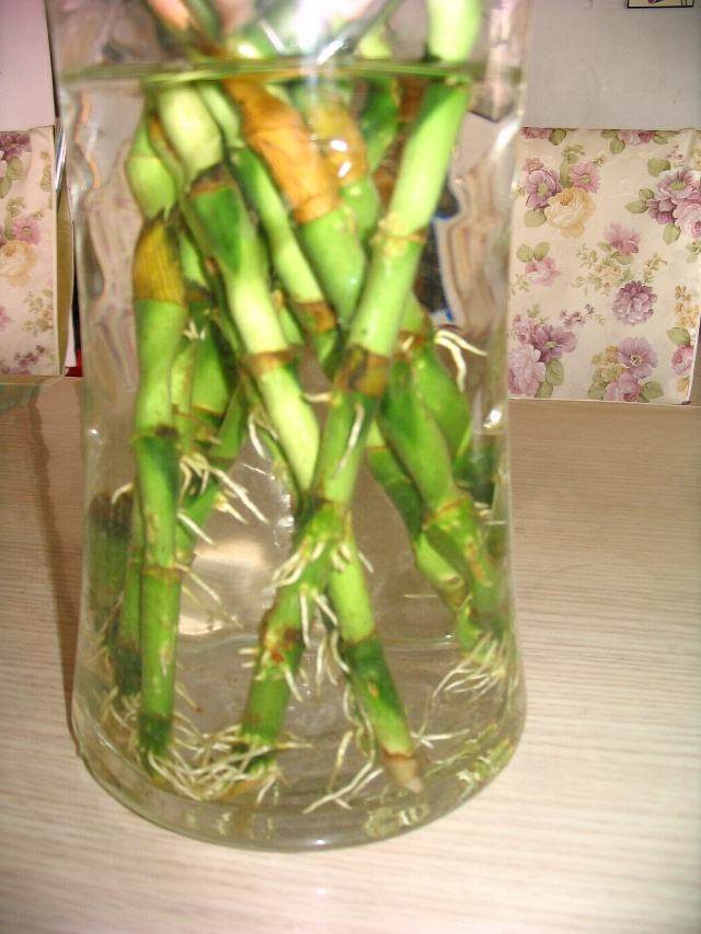 种花怎样才能让它快速生根,养花小妙招让它快速生根