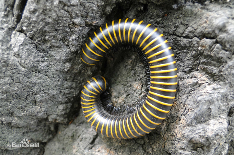 成都被毒虫咬伤去哪家医院,多名被蜱虫咬伤的患者