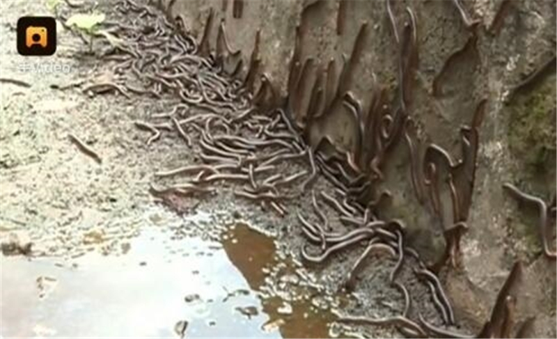 成都被毒虫咬伤去哪家医院,多名被蜱虫咬伤的患者