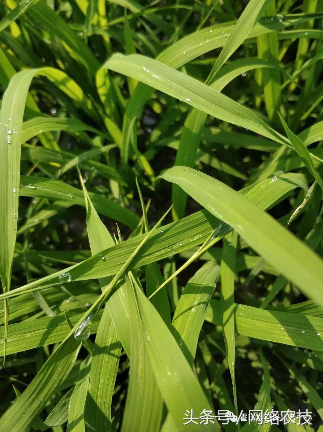 水稻叶梢发黄是不是病,水稻叶片发黄用什么药