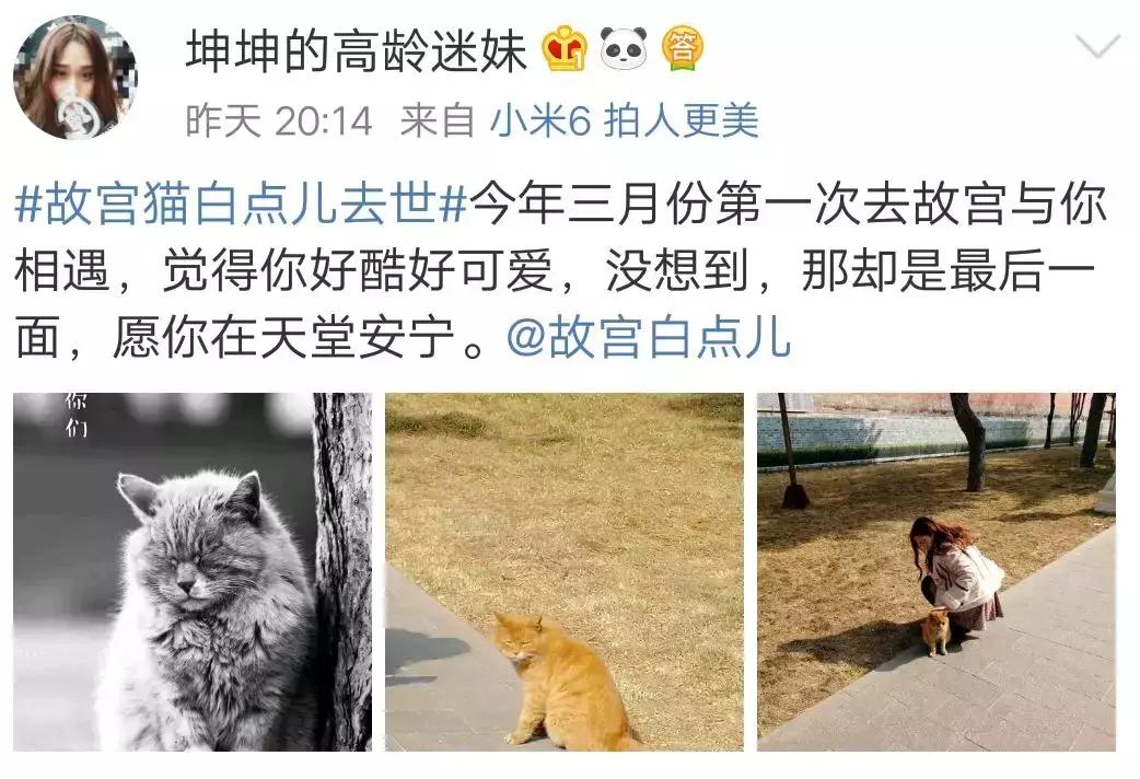 故宫的猫去世了吗,故宫的猫怎么去世的