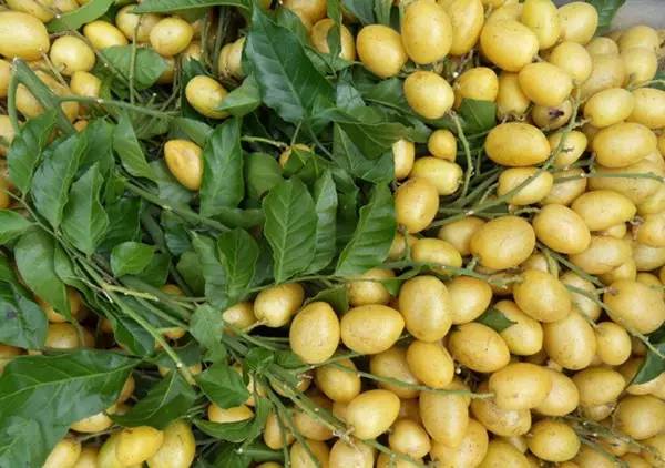 防中暑的水果,防中暑的水果有哪些