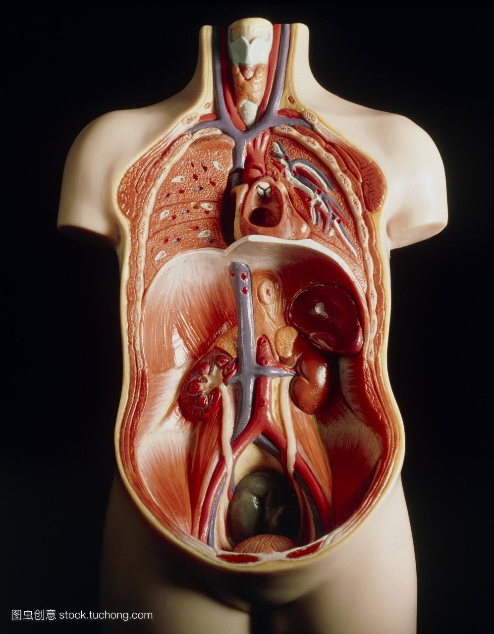 法医开始解剖新鲜尸体的时候会放血吗？