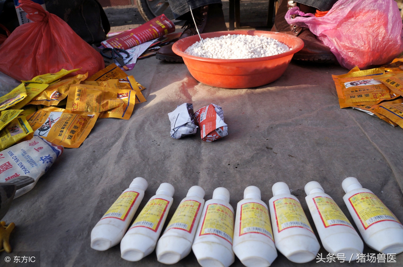 大猪反胃呕吐是什么原因,猪发烧呕吐是什么原因