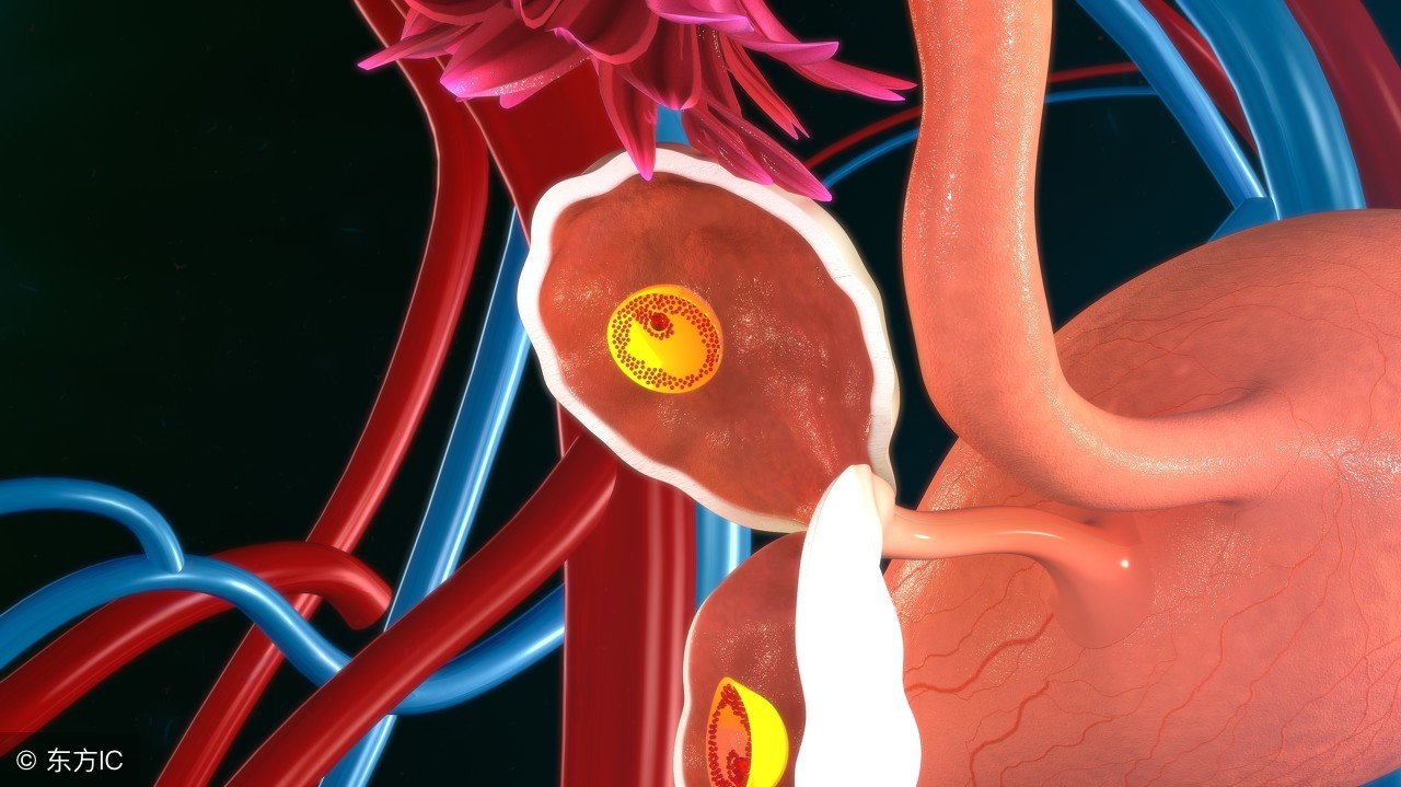 雌激素高卵泡小说明卵子质量好吗,卵泡雌激素多少卵子质量正常