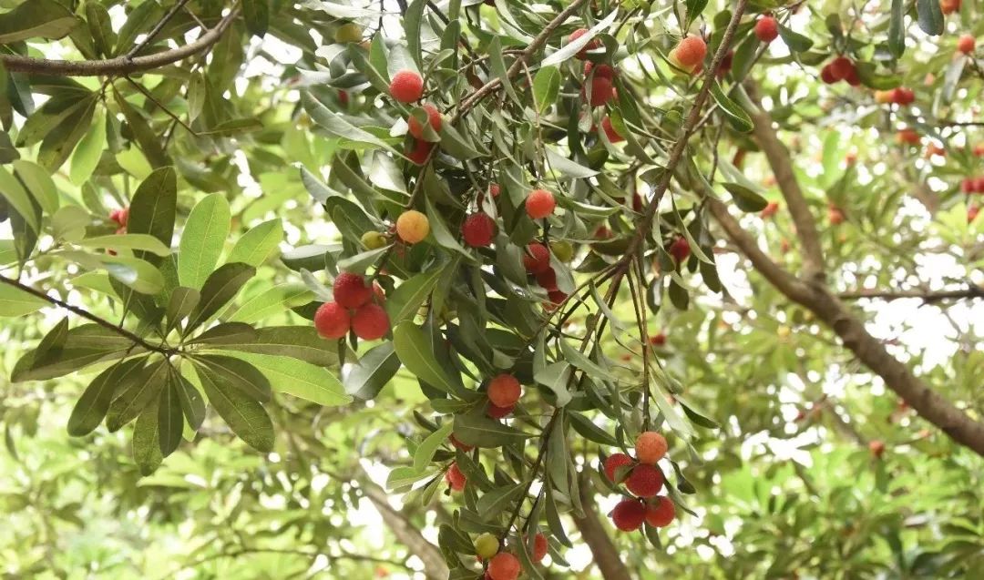 古蔺最近有什么活动,古蔺这几天哪里有活动