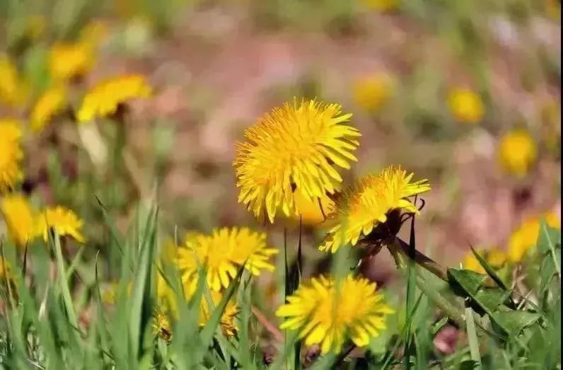 云顶草原花海,驼梁云顶草原风景