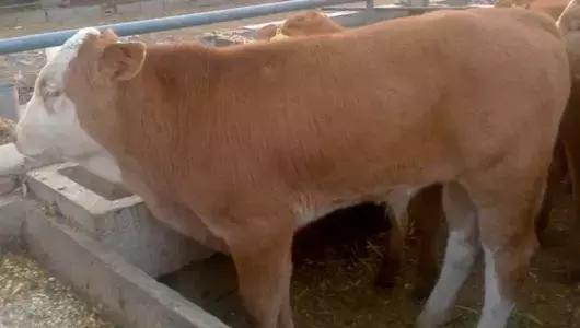 牛缺乏维生素什么症状,牛维生素a缺乏引起皮肤病