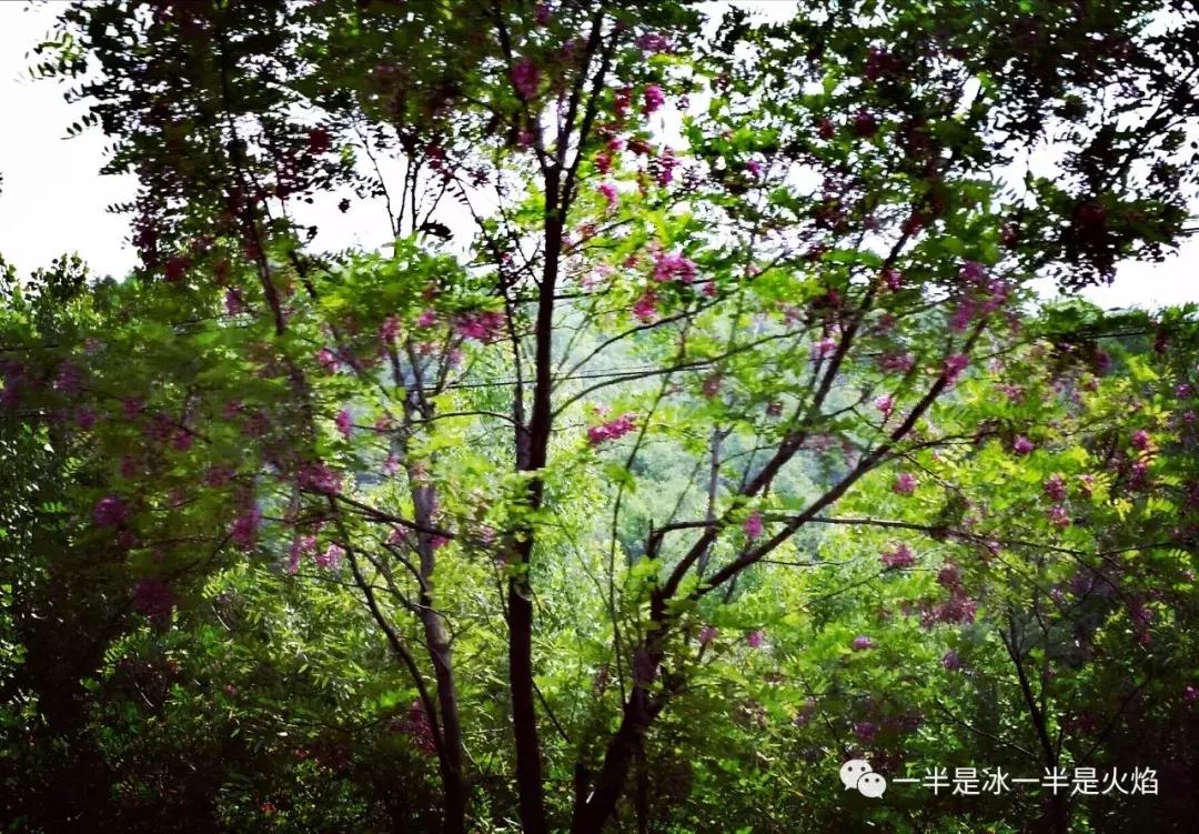 现代诗夜雨,现代诗晨兴配图