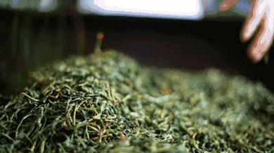 红茶需要杀青,红茶制作需要杀青嘛