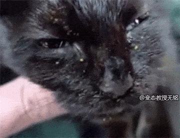 这个天津姐姐被自家猫咬了一口，然后杯具了！医学专家这样说……