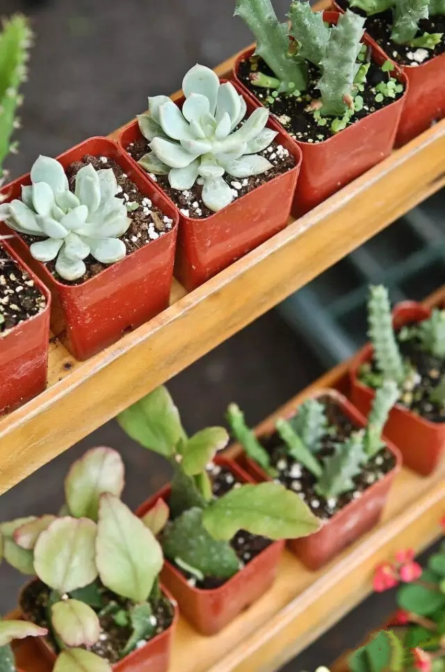 夏日多肉养花技巧图解,十二种招财多肉怎么浇水