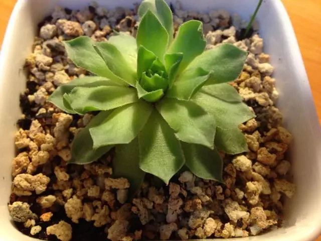 夏日多肉养花技巧图解,十二种招财多肉怎么浇水