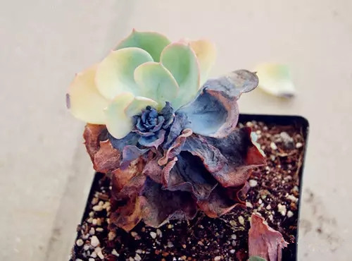 八卦掌多肉怎么浇水,八卦掌内功养生法