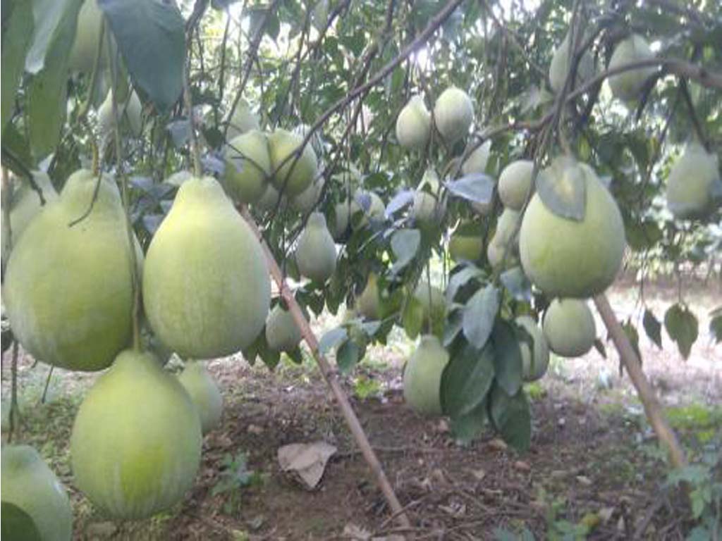 成都玉林路能带走的特产,广西玉林的特产是什么水果