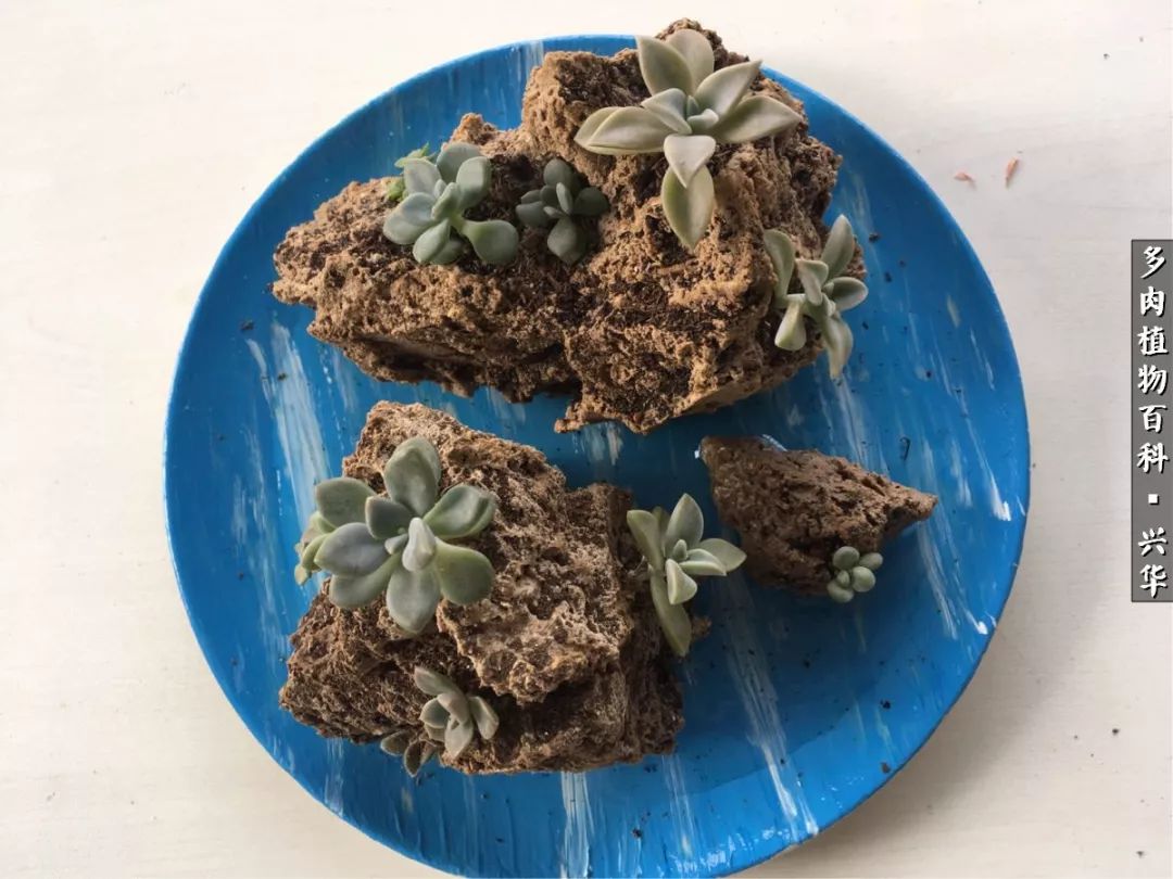 上水石假山造景庭院,上水石假山养的植物