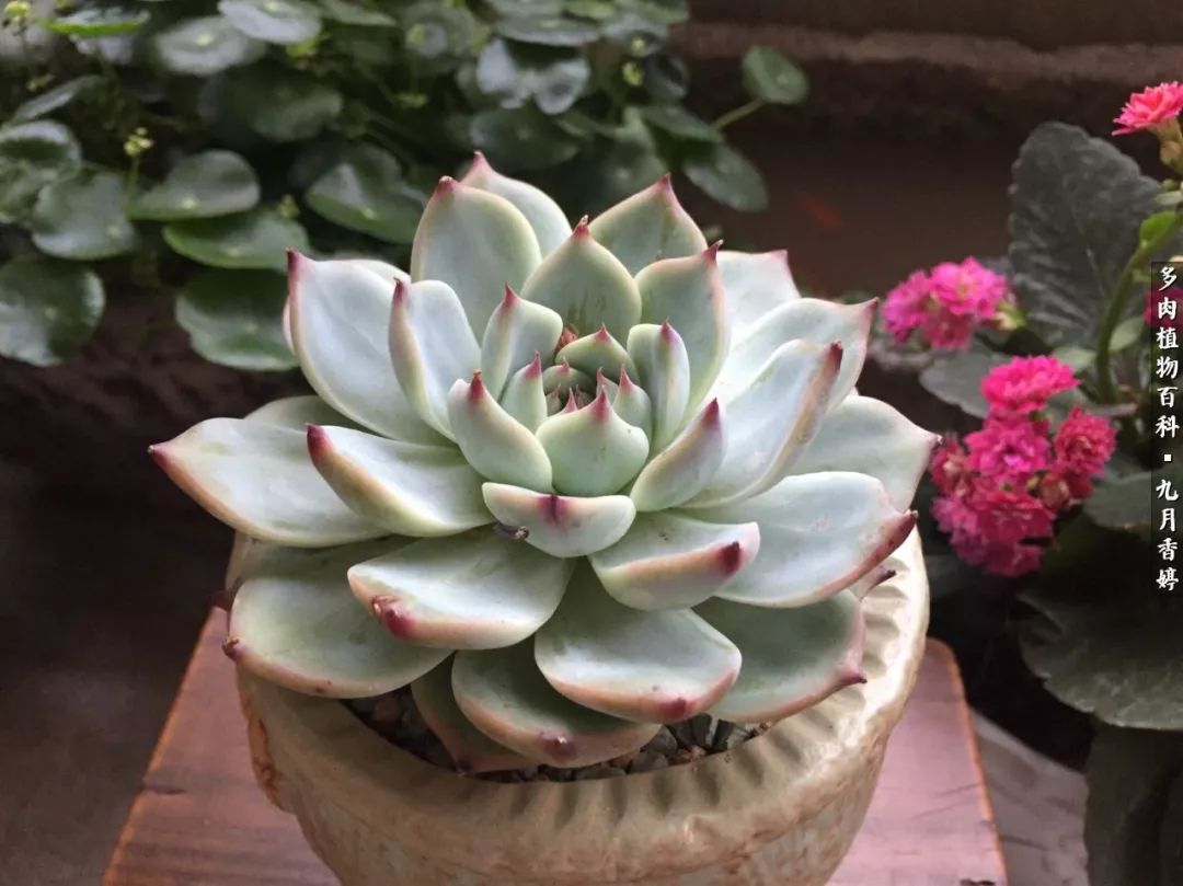 新手入坑必养多肉,刚入坑的多肉怎么养