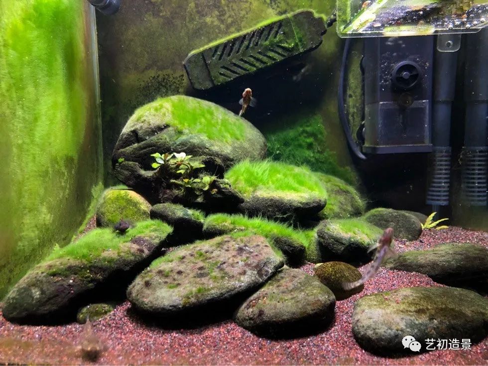 虾虎缸造景要什么过滤器,虾虎缸用什么石头造景好