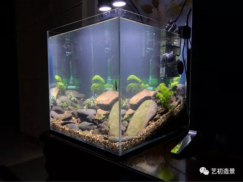 虾虎缸造景要什么过滤器,虾虎缸用什么石头造景好