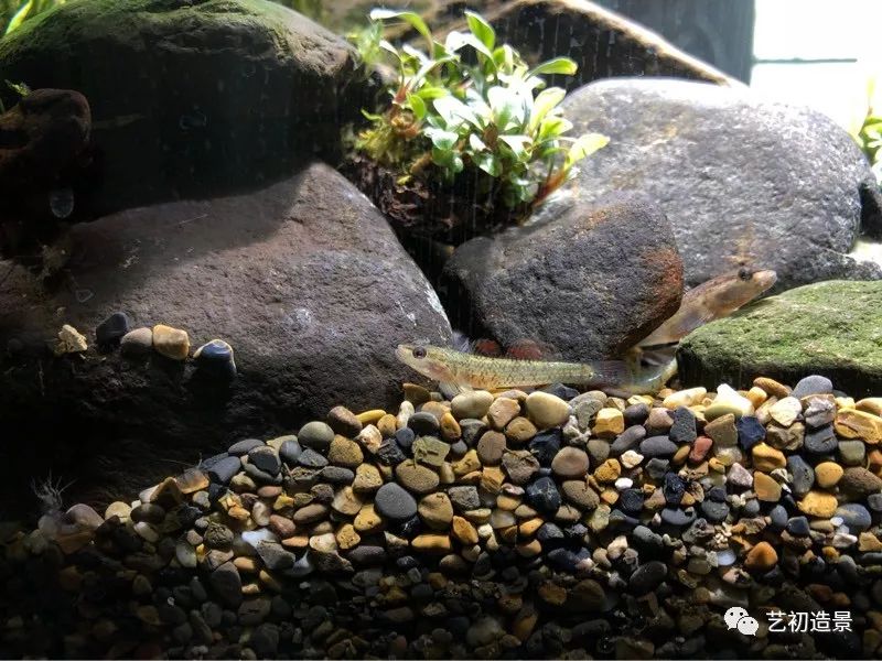 虾虎缸造景要什么过滤器,虾虎缸用什么石头造景好