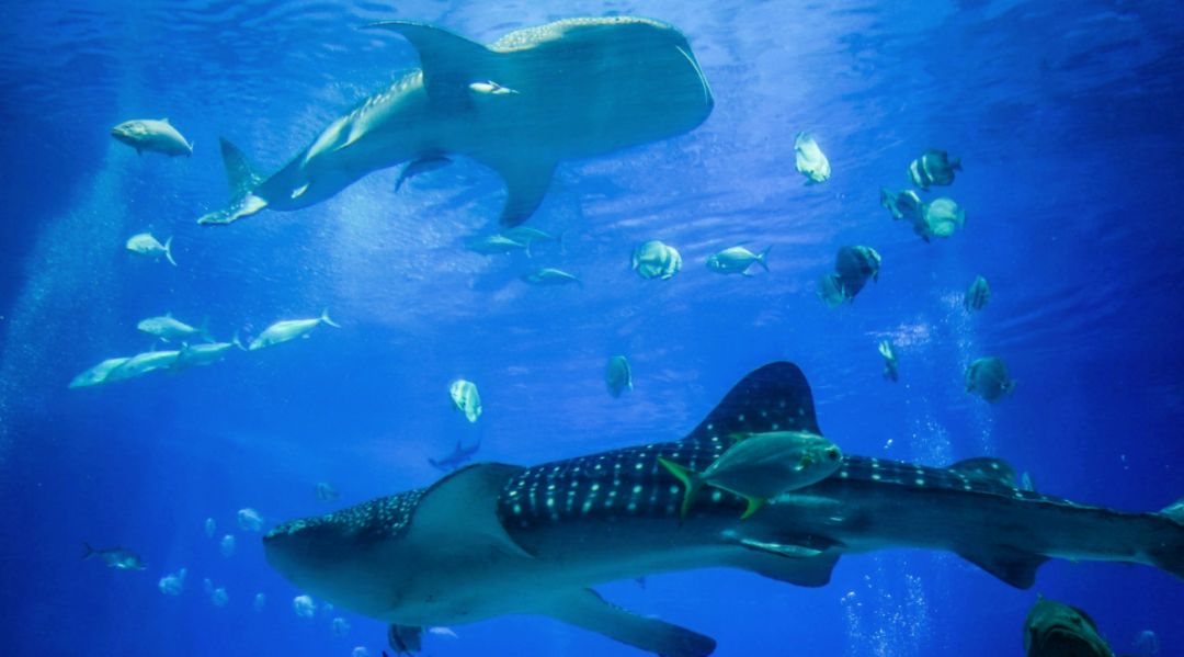 7月8月机票便宜又凉快的地方,六月份去哪里机票便宜又好玩